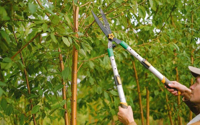 Tree trimming in Kirkville, IA